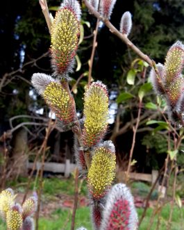 Salix gracilistyla 'Mt. Aso’ (Wierzba smukłoszyjkowa)