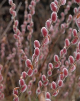 Salix gracilistyla 'Mt. Aso' (Wierzba smukłoszyjkowa)
