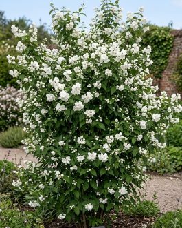 Jaśminowiec 'Virginal' (Philadelphus) nowość!