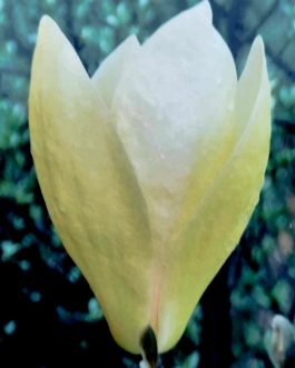 Magnolia soulangeana 'Yellow Lantern’ (Magnolia pośrdenia)