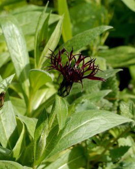 Centaurea montana 'Black Sprite’ (Chaber górski)