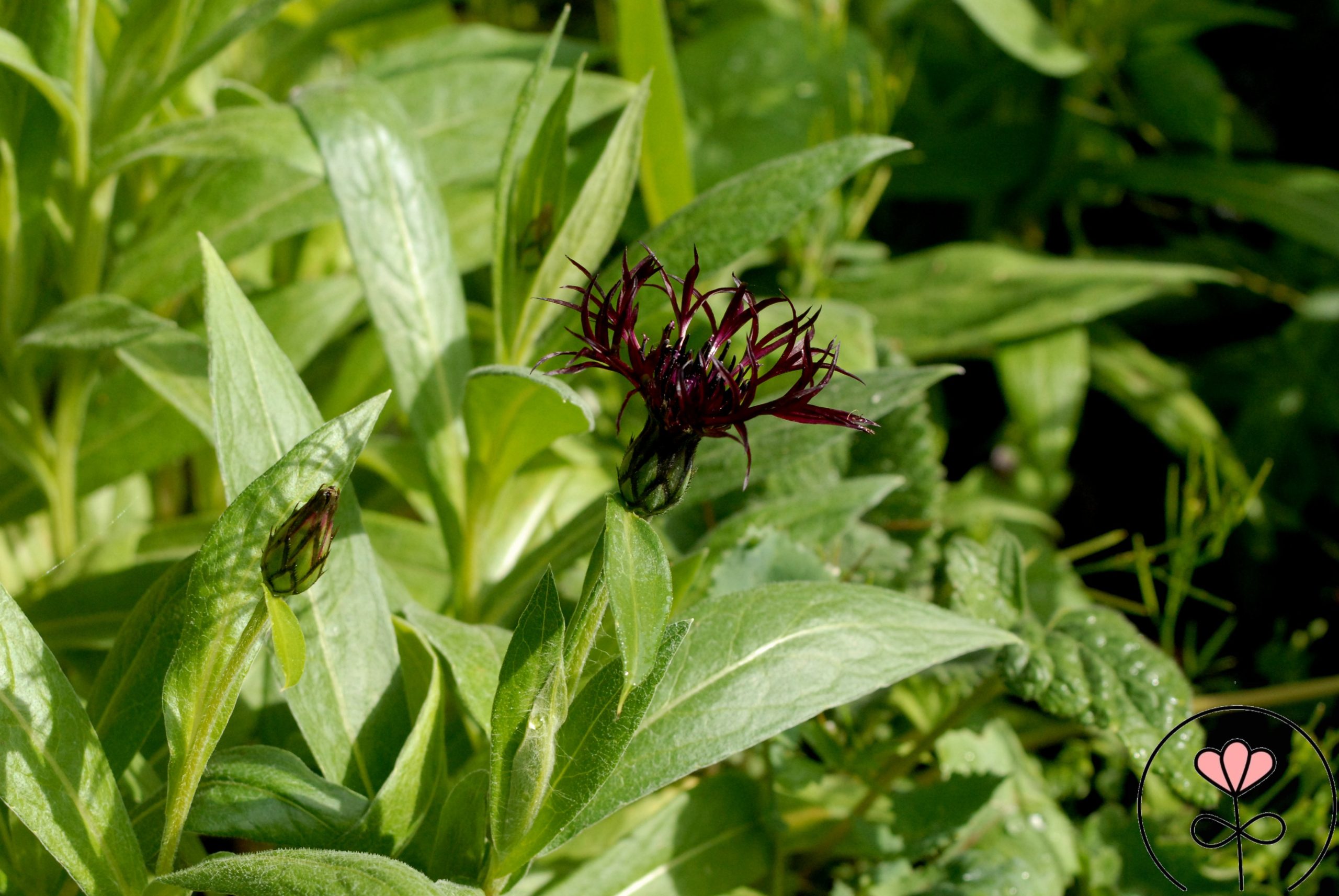Centaurea montana 'Black Sprite' (Chaber górski) - obrazek 2