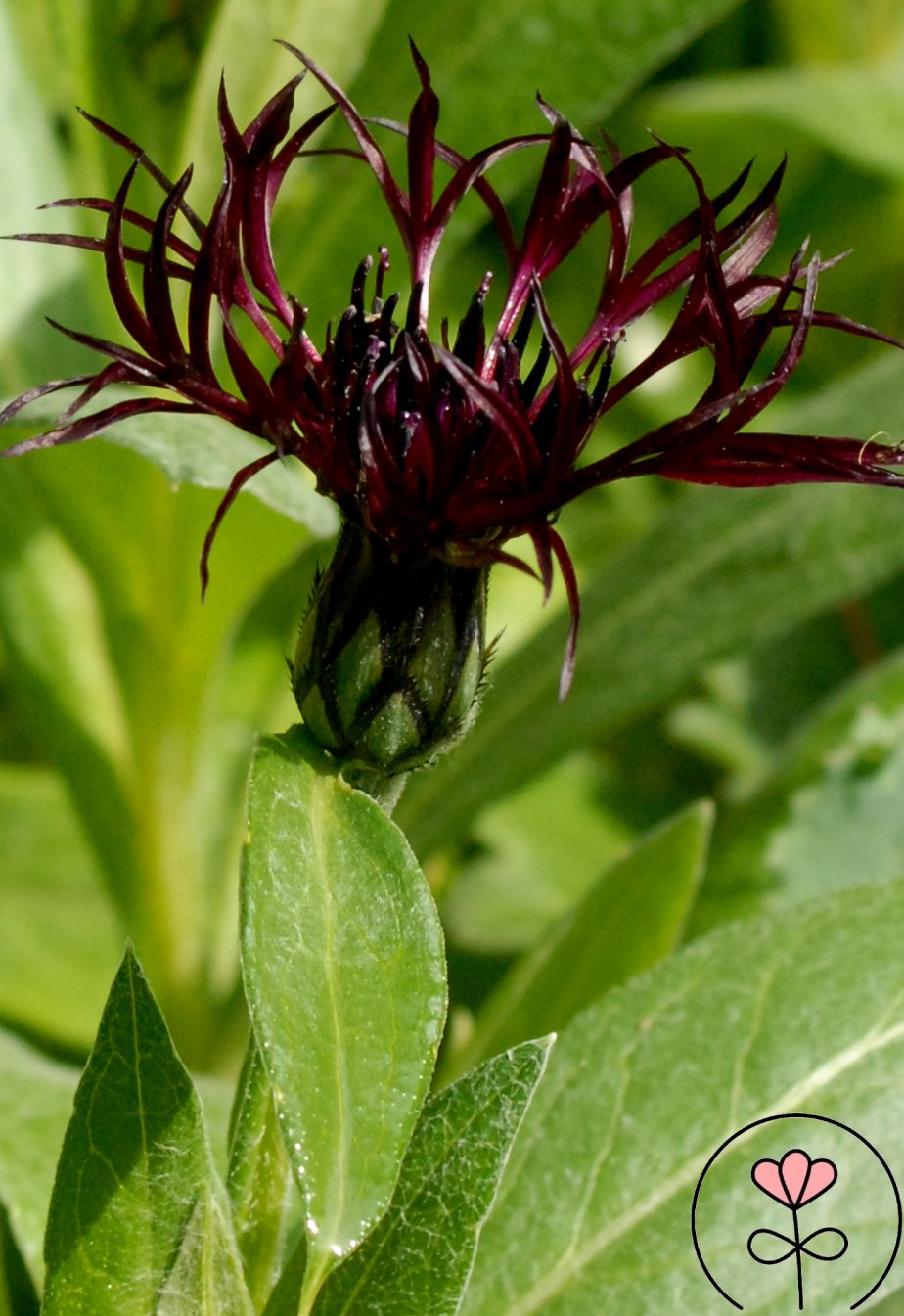 Centaurea montana 'Black Sprite' (Chaber górski) - obrazek 3