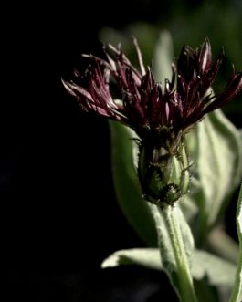 Centaurea montana 'Black Sprite’ (Chaber górski)