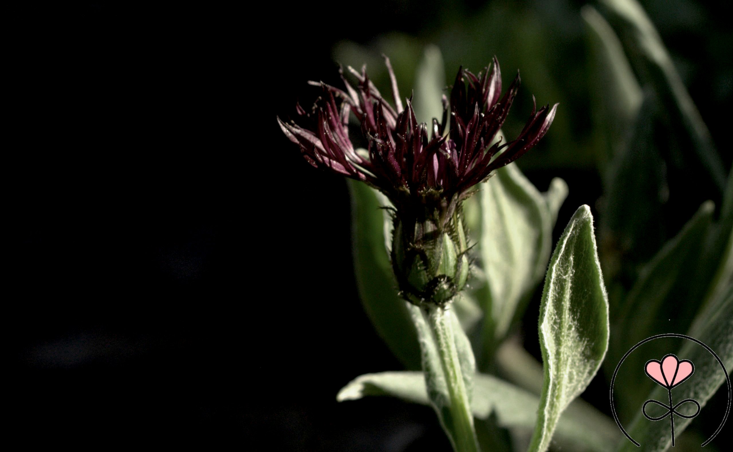 Centaurea montana 'Black Sprite' (Chaber górski)