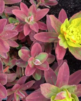 Euphorbia polychroma 'Bonfire’ (Wilczomlecz pstry)