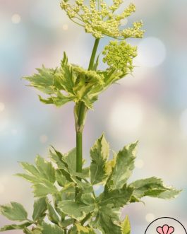 Peucedanum ostruthium 'Daphnis’ (Gorysz Miarz)