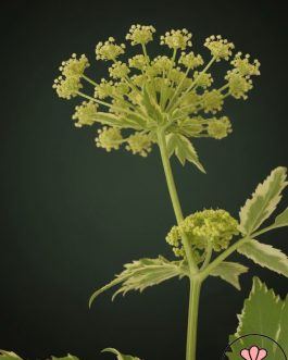 Peucedanum ostruthium 'Daphnis’ (Gorysz Miarz)