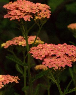 Achillea millefolium  'Lachsschonheit’ (Krwawnik pospolity)
