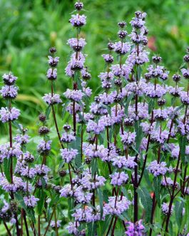 Phlomis tuberosa 'Amazone’ (Żeleźniak bulwiasty)