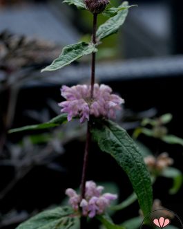 Phlomis tuberosa 'Amazone’ (Żeleźniak bulwiasty)
