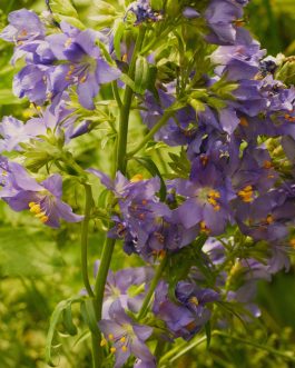 Polemonium caeruleum (Wielosił błękitny)
