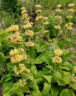 Phlomis russeliana (Żeleźniak Russela)