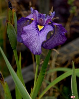 Iris x pseudata 'Shiryukyo’ (Kosaciec mieczolistny)
