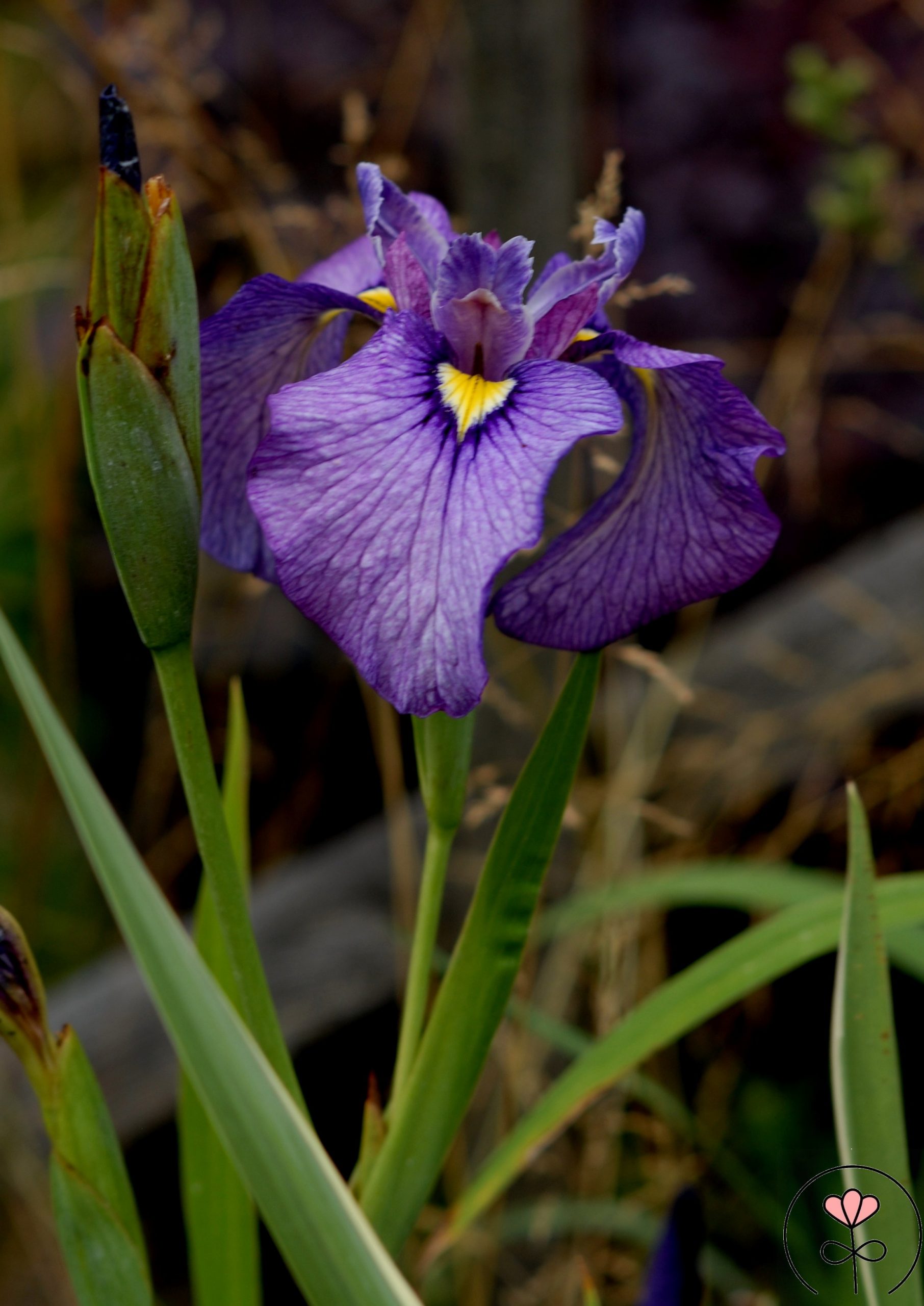 Iris x pseudata 'Shiryukyo' (Kosaciec mieczolistny) - obrazek 2