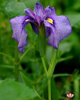 Iris x pseudata 'Shiryukyo’ (Kosaciec mieczolistny)