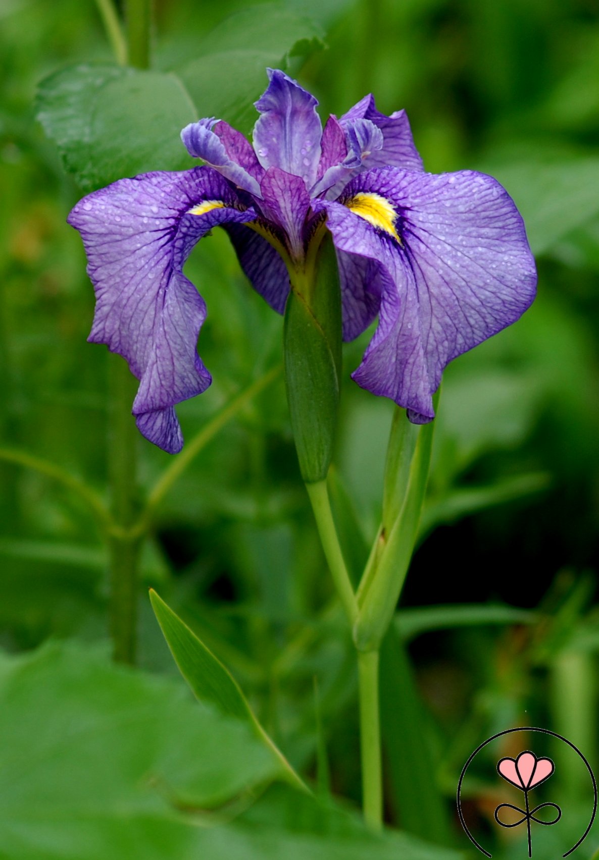 Iris x pseudata 'Shiryukyo' (Kosaciec mieczolistny)