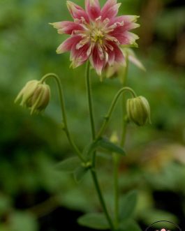 Aquilegia vulgaris 'Pełny Róż’ (Orlik pospolity) nowość!