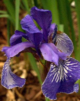 Iris sibirica 'Shaker`s Prayer’ (Kosaciec syberyjski)