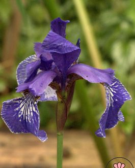 Iris sibirica 'Shaker`s Prayer’ (Kosaciec syberyjski)