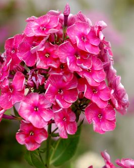 Phlox paniculata 'Stars and stripes’ (Floks wiechowaty)