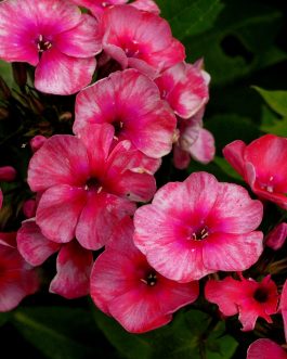 Phlox paniculata 'Stars and stripes’ (Floks wiechowaty)