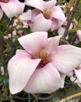 Magnolia 'Pink Ice’ (Magnolia)