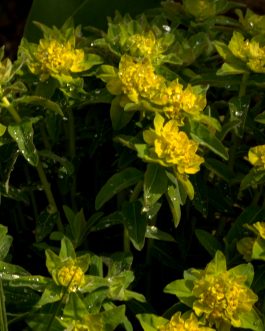 Euphorbia polychroma 'Senior’ (Wilczomlecz złocisty)