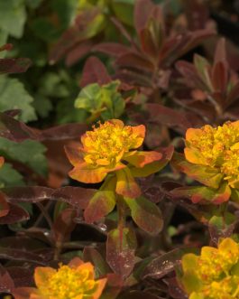 Euphorbia polychroma 'Bonfire’ (Wilczomlecz pstry)