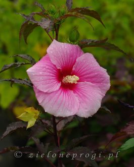 Hibiscus hybrida `Summer Storm` (Hibiskus bylinowy)