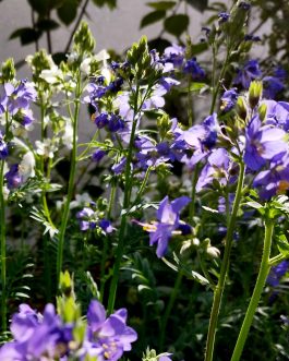 Polemonium caeruleum (Wielosił błękitny)