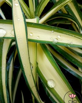 Yucca flaccida 'Colour Guard’ (Juka wirginijska)