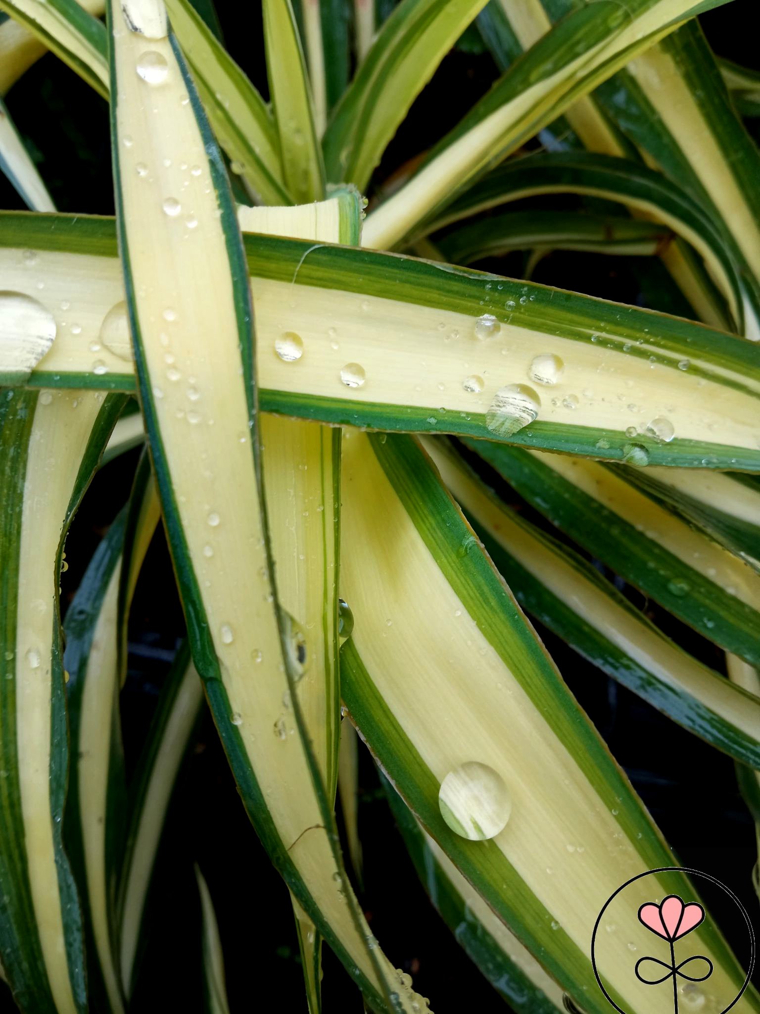 Yucca flaccida 'Colour Guard' (Juka wirginijska)