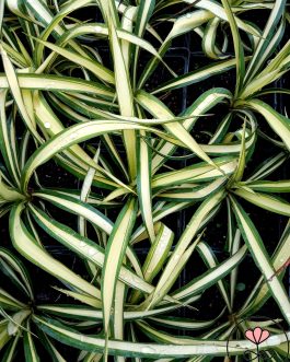 Yucca flaccida 'Colour Guard’ (Juka wirginijska)