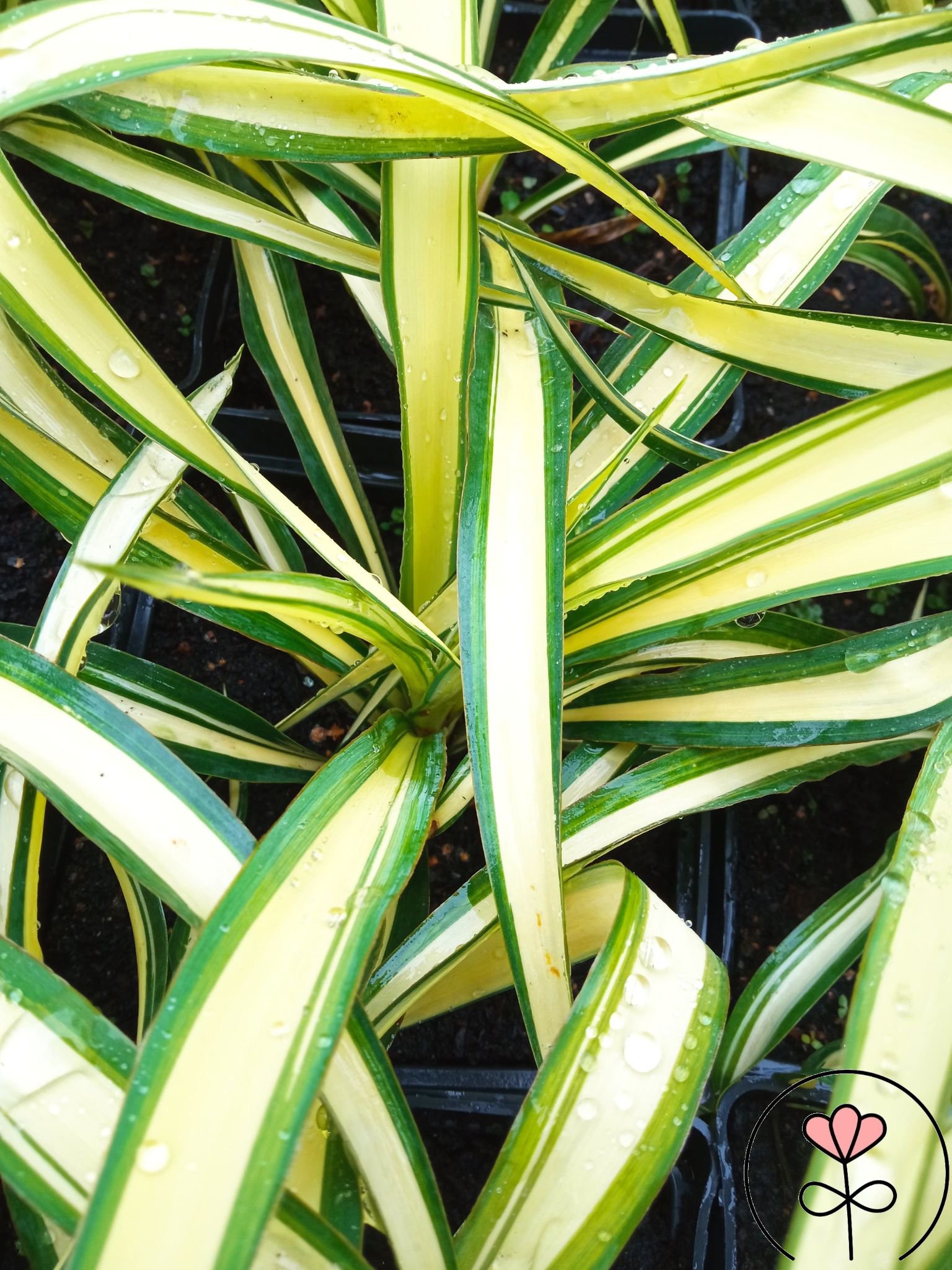 Yucca flaccida 'Colour Guard' (Juka wirginijska) - obrazek 3