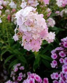 Phlox paniculata 'Cool Water’ (Floks wiechowaty)