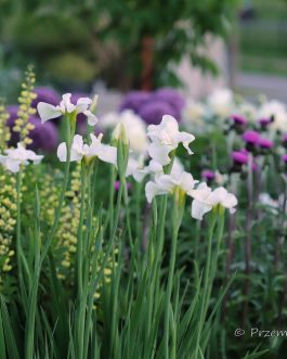Iris sibirica 'Harpswell Happiness’ (Kosaciec syberyjski)