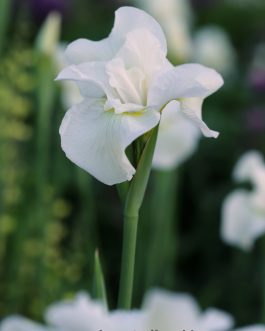 Iris sibirica 'Harpswell Happiness’ (Kosaciec syberyjski)