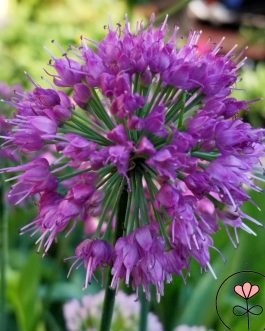 Allium 'Lavender Bubbles’ (Czosnek) nowość!