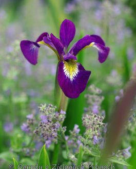 Iris x sibcolor (Kosaciec różnobarwny)