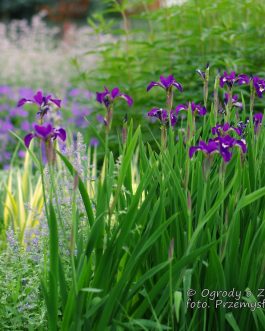 Iris x sibcolor (Kosaciec różnobarwny)