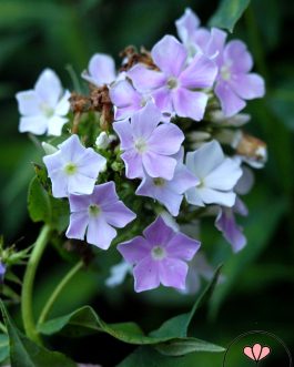 Phlox paniculata 'Cool Water’ (Floks wiechowaty)