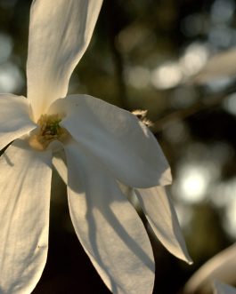 Magnolia 'Isis’ (Magnolia)