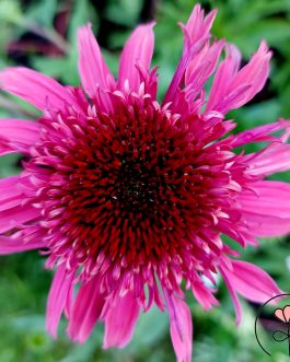 Echinacea ‘Giddy Pink’ (Jeżówka)