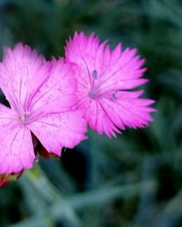 Dianthus carthusianorum (Goździk kartuzek)