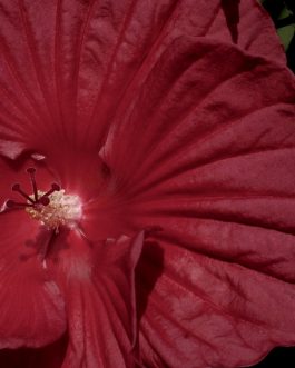 Hibiscus hybrida `Robert Fleming` (Hibiskus bylinowy) NOWOŚĆ!
