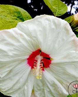 Hibiscus hybrida 'Old yella’ (Hibiscus bylinowy) NOWOŚĆ!