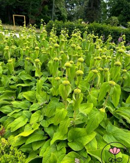 Phlomis russeliana (Żeleźniak Russela)