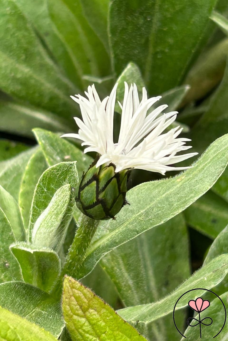 Centaurea montana 'Alba' (Chaber górski) - obrazek 3