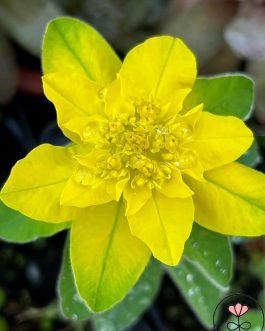 Euphorbia polychroma 'Senior’ (Wilczomlecz złocisty)